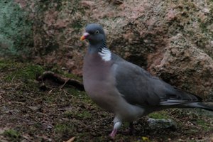 DSCF2949.JPG