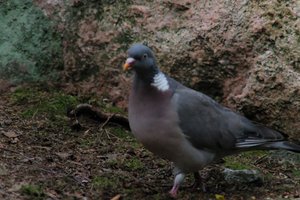 DSCF2950.JPG