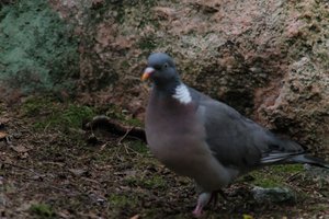 DSCF2951.JPG