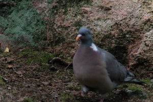 DSCF2952.JPG