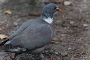 DSCF2953.JPG