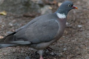 DSCF2955.JPG