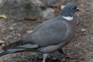 DSCF2956.JPG