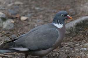 DSCF2961.JPG