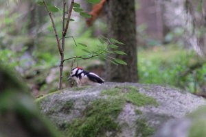 DSCF3041.JPG