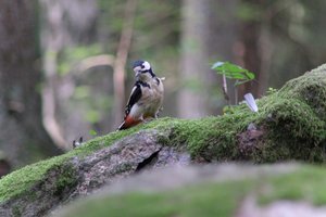 DSCF3046.JPG