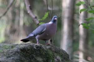 DSCF3071.JPG