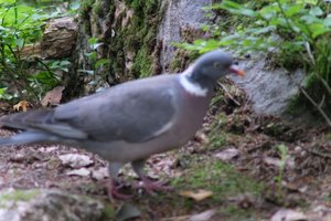 DSCF3116.JPG