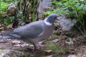 DSCF3118.JPG