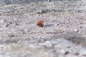 DSCF3141.JPG