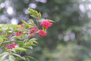 DSCF3274.JPG