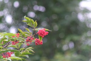 DSCF3305.JPG