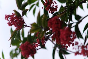 DSCF3313.JPG