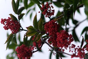 DSCF3315.JPG