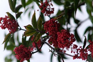 DSCF3317.JPG