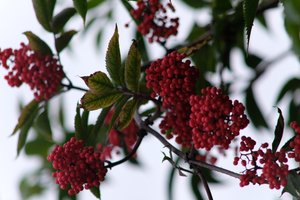 DSCF3318.JPG