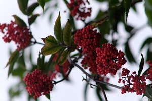 DSCF3320.JPG