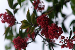DSCF3321.JPG