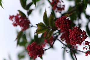 DSCF3325.JPG