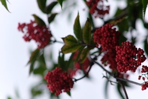 DSCF3326.JPG