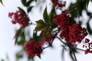 DSCF3327.JPG
