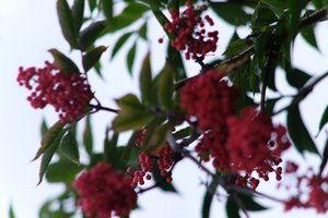 DSCF3331.JPG