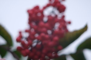 DSCF3353.JPG