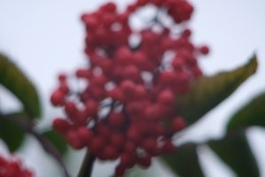DSCF3354.JPG