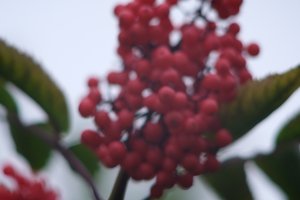 DSCF3356.JPG