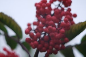 DSCF3357.JPG