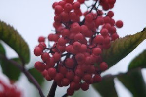 DSCF3360.JPG