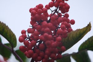 DSCF3363.JPG