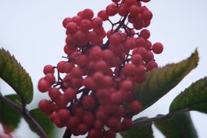 DSCF3364.JPG