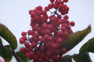 DSCF3365.JPG