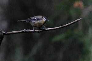 DSCF3375.JPG