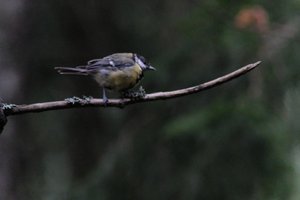 DSCF3376.JPG