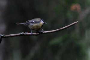 DSCF3377.JPG