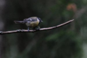 DSCF3380.JPG
