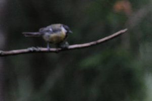 DSCF3381.JPG