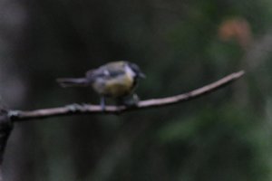 DSCF3383.JPG