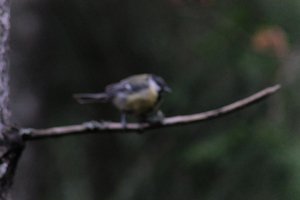 DSCF3384.JPG