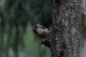 DSCF3385.JPG