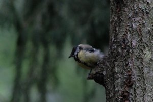 DSCF3387.JPG