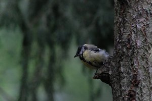 DSCF3389.JPG