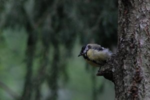 DSCF3390.JPG