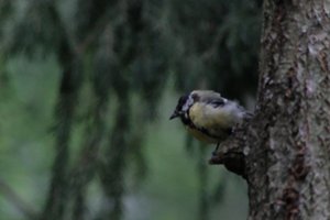 DSCF3392.JPG