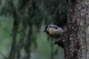 DSCF3393.JPG