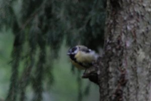 DSCF3395.JPG