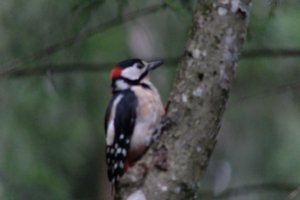 DSCF3407.JPG