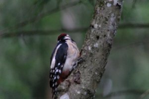 DSCF3409.JPG